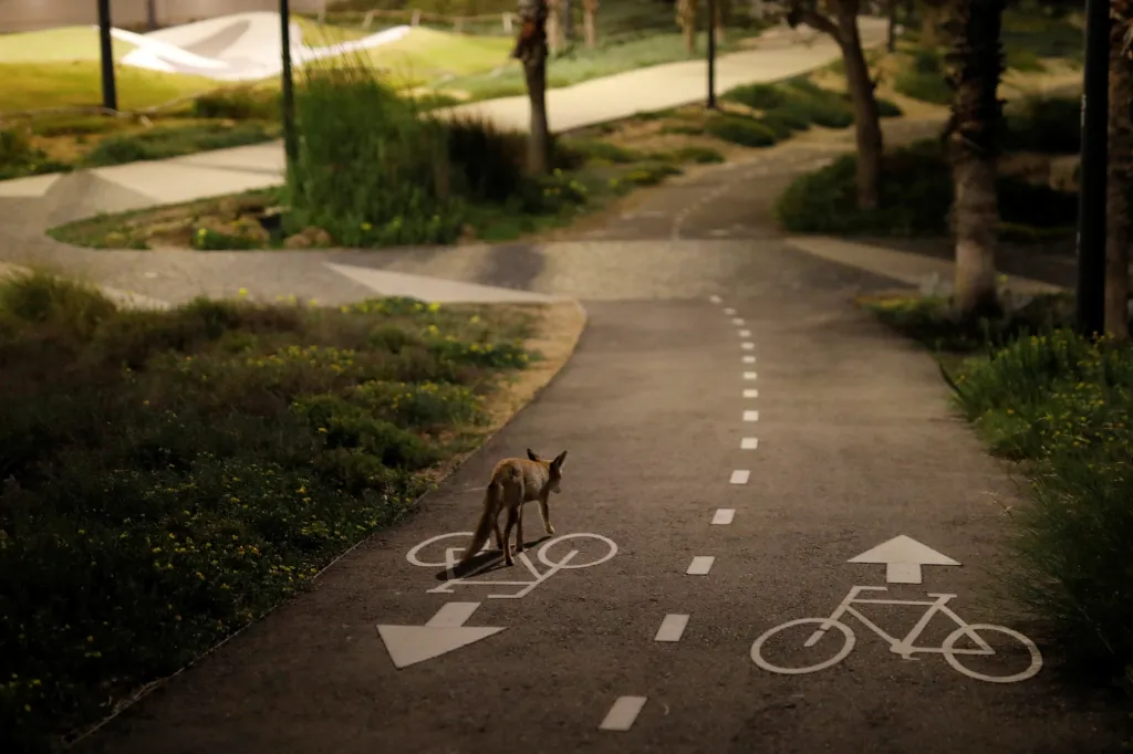 Liška se prohání po cyklistických stezkách v okolí izraelského města Aškelon
