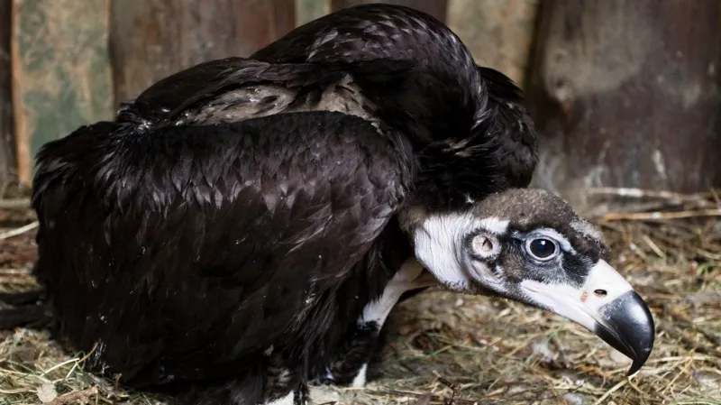 Mládě supa hnědého