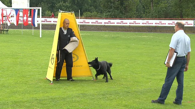 Psí závody v Dobříši