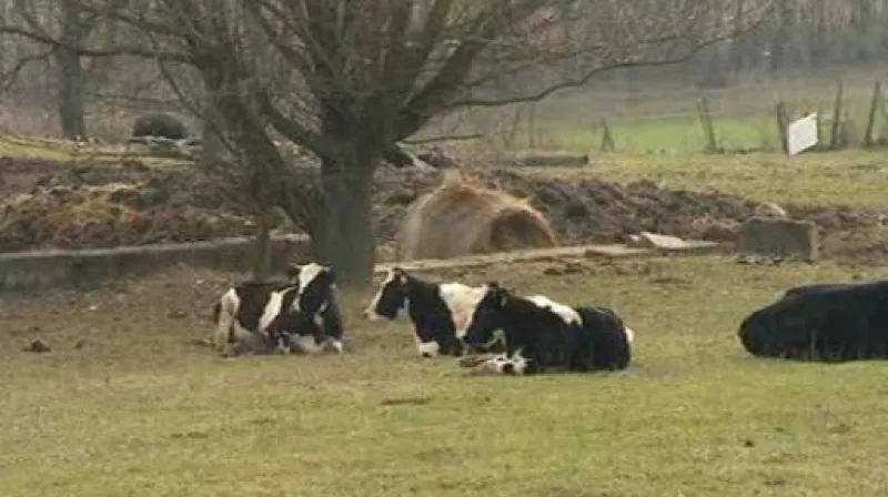 NO COMMENT: Kontrola veterinářů na farmě