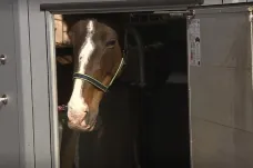 Policie šetří podezření na týrání koní na Šumpersku