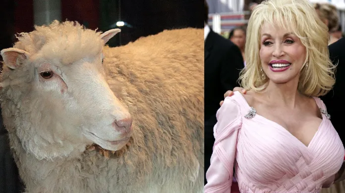 Ovce Dolly a zpěvačka Dolly Parton