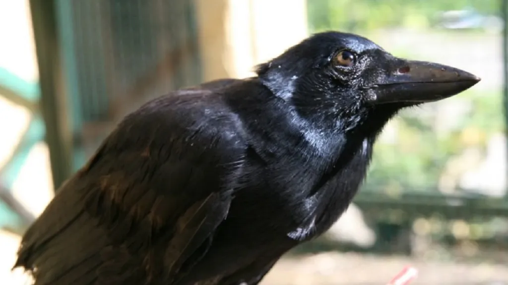 Vrána novokaledonská