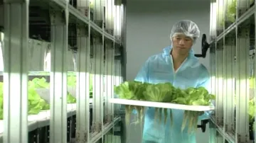 Hi-tech pěstování zeleniny