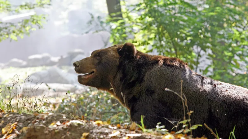 Medvěd v zoologické zahradě