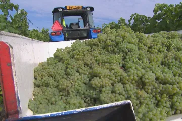 Vinaři začali se sklizní raných odrůd hroznů. Burčák bude už první týden v srpnu