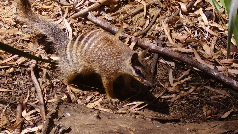 Mravencojed žíhaný