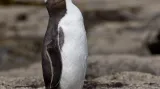 Tučňák žlutooký