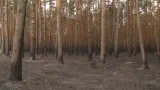 Ohořelé stromy v lese u Bzence