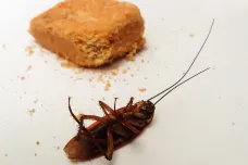 Mrtvý zmagnetizovaný šváb se chová jinak než živý zmagnetizovaný šváb. Byly vyhlášeny Ig Nobelovy ceny