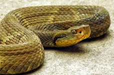 Vědec šlápl 40 480krát na jedovaté hady. Chtěl zjistit, proč koušou