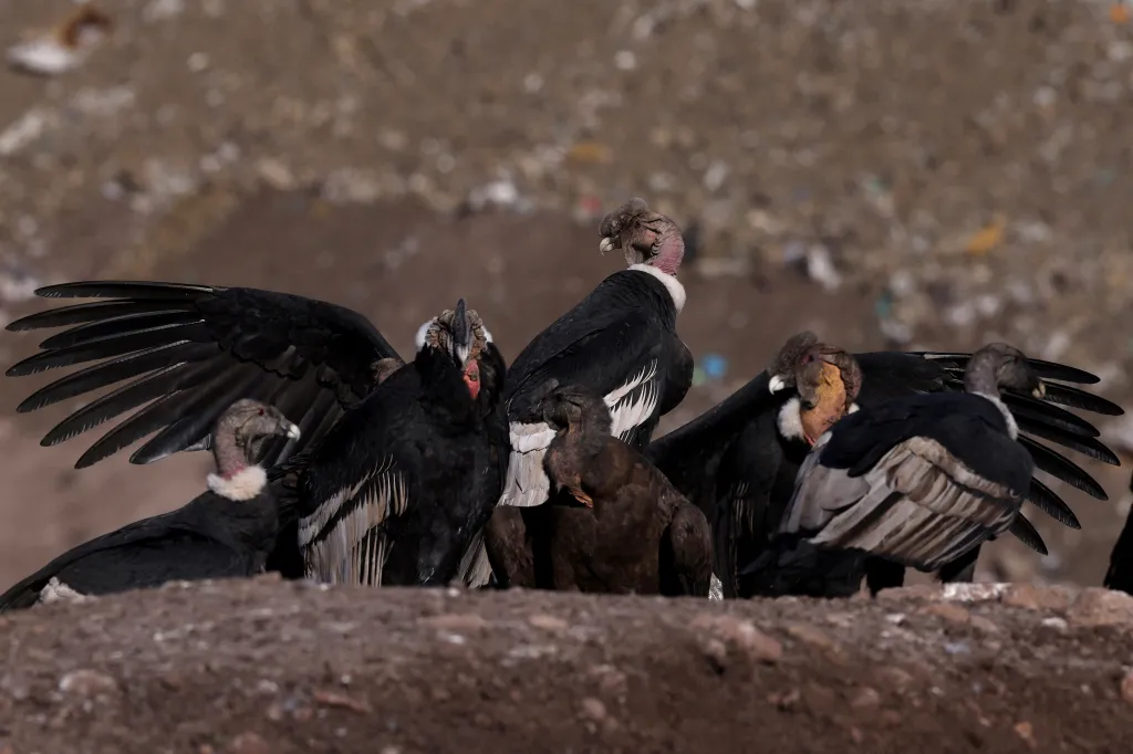 Hejno ohrožených kondorů před hlavní skládkou chilského hlavního města Santiago de Chile