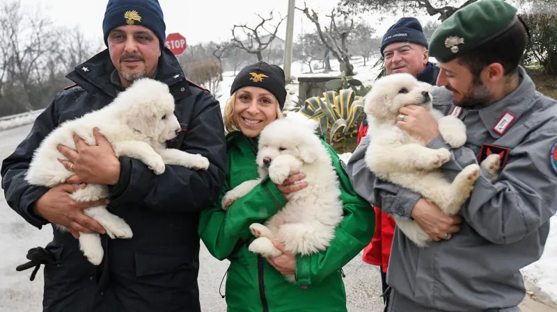 Záchráněná štěňata