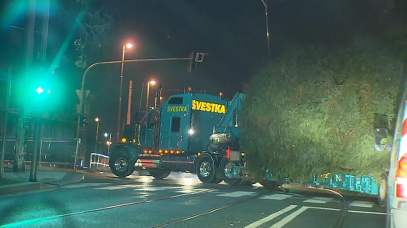 Přeprava vánočního stromu