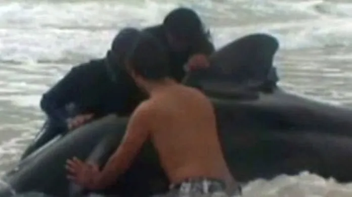 Dobrovolníci zachraňují velryby uvízlé na pláži