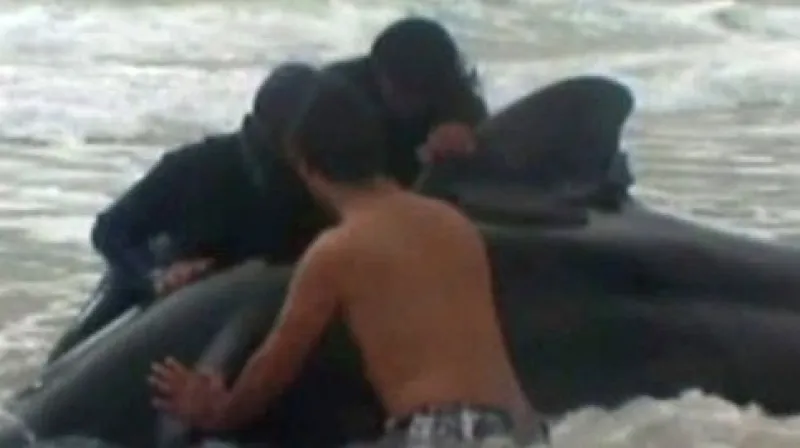 Dobrovolníci zachraňují velryby uvízlé na pláži