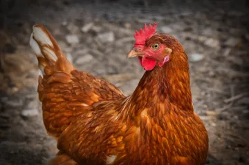 Veterináři na Táborsku kontrolují chovy. Pátrají po ptačí chřipce
