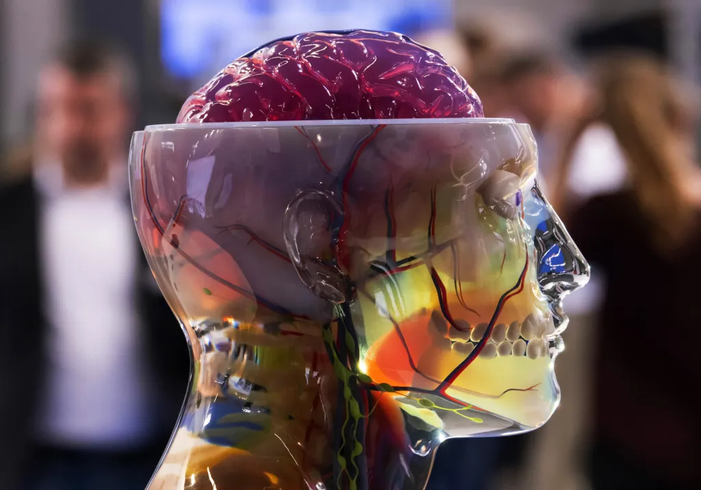Návštěvníci si prohlížejí hlavu a mozek vytvořený 3D tiskárnou během mezinárodních veletrhů FabCon 3.D a Rapid.Tech v Erfurtu v Německu.