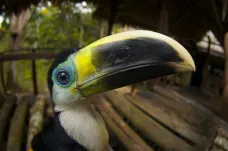 Ptákům v Amazonii se snížila váha a prodloužila křídla. Podle vědců se snaží adaptovat na změny klimatu