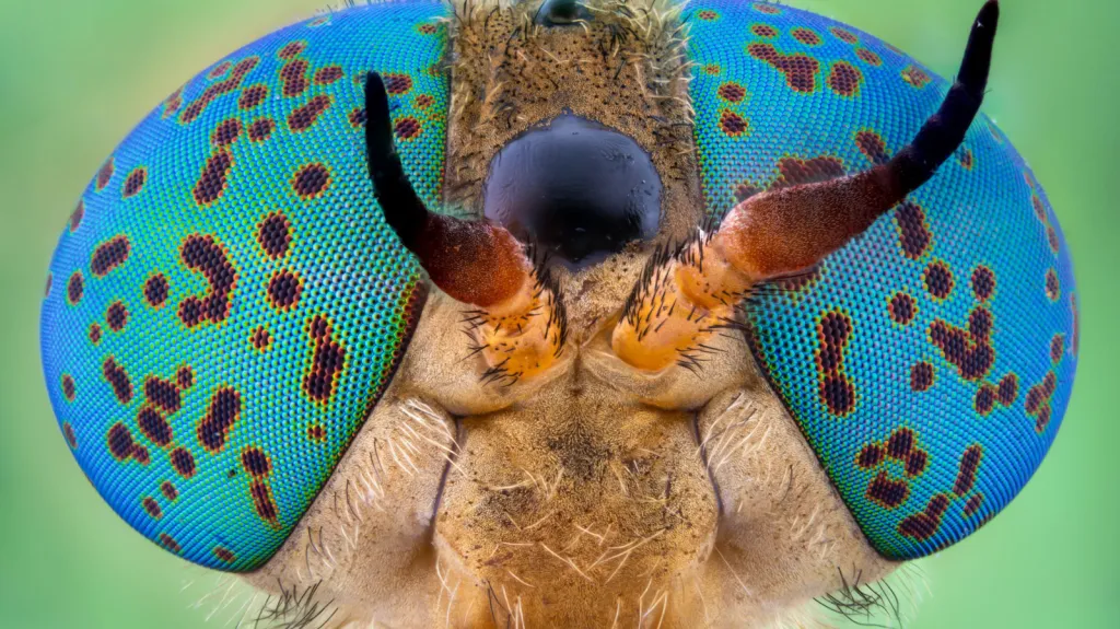 Nikon Small World 2020, Andrei Nica