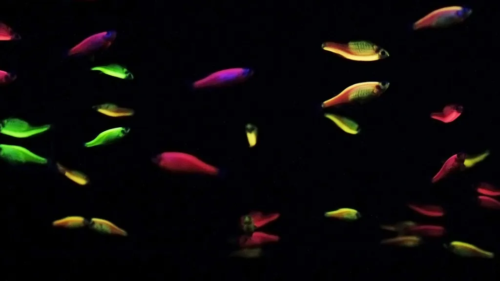 Geneticky upravené zebřičky Glofish