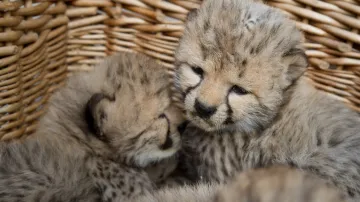 Gepardí mláďata v Safari Parku Dvůr Králové