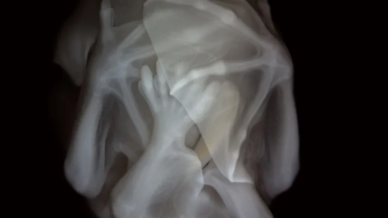 Embryo listonosa krátkoocasého