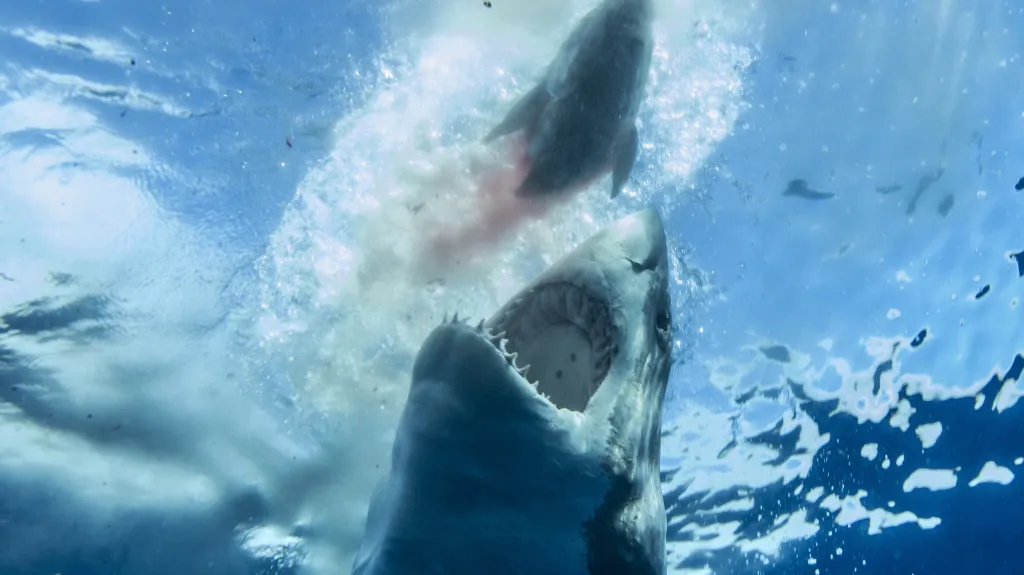 Velký bílý žralok