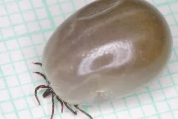 Riziko klíšťových infekcí souvisí s přemnožením hrabošů, zjistili vědci z Olomouce