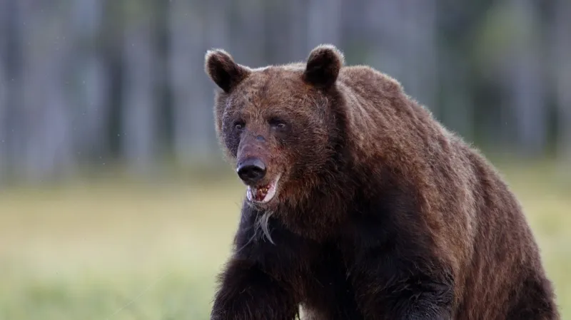Medvěd hnědý