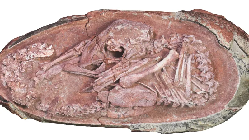 Dinosauří embryo ve vejci