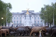 Dřevění sloni procházejí Londýnem. Výstava zvířat v životní velikosti poukazuje na spolužití s člověkem