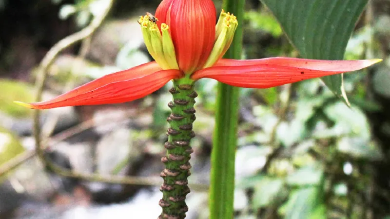 Musa nanensis