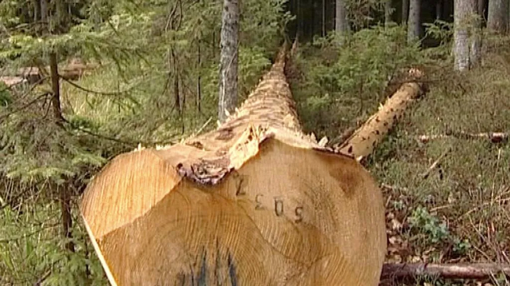 Kácení na Šumavě