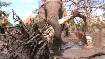 Při úklidu po povodních pomáhají v Thajsku sloni