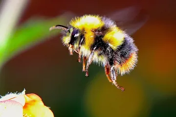 Čmeláků bylo loni v Británii nejméně za dobu záznamů