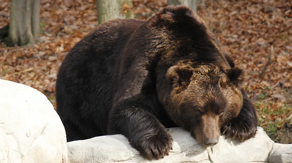 Medvěd kamčatský