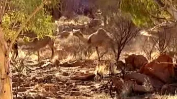 Australští velbloudi