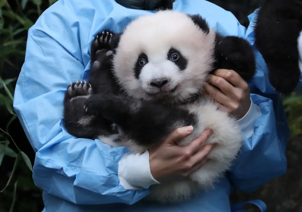 Tříměsíční pandě Bao Di je jedním z dvojčat, které se narodily v Pairi Daiza zoo v Belgii
