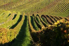 Hnojivo proti klimatické změně se testuje v Lednici. Má ochránit víno před suchem