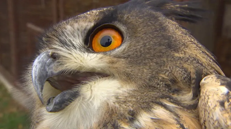 Výr velký v záchranné stanici