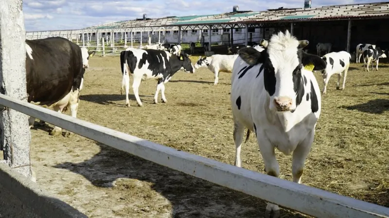Farma v Charkovské oblasti