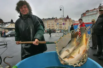 Prodej vánočních kaprů bude bez účtenek. EET se nebude vztahovat ani na nevidomé 