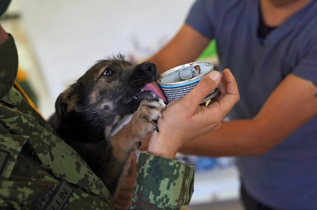 V psí vojenské základně v příměstské oblasti Zumpango de Ocampo, kousek od hlavního města Mexico city, se vojáci starají o pouliční „voříšky“. Nabízí jim ošetření, jídlo, ubytování a základní socializační výcvik