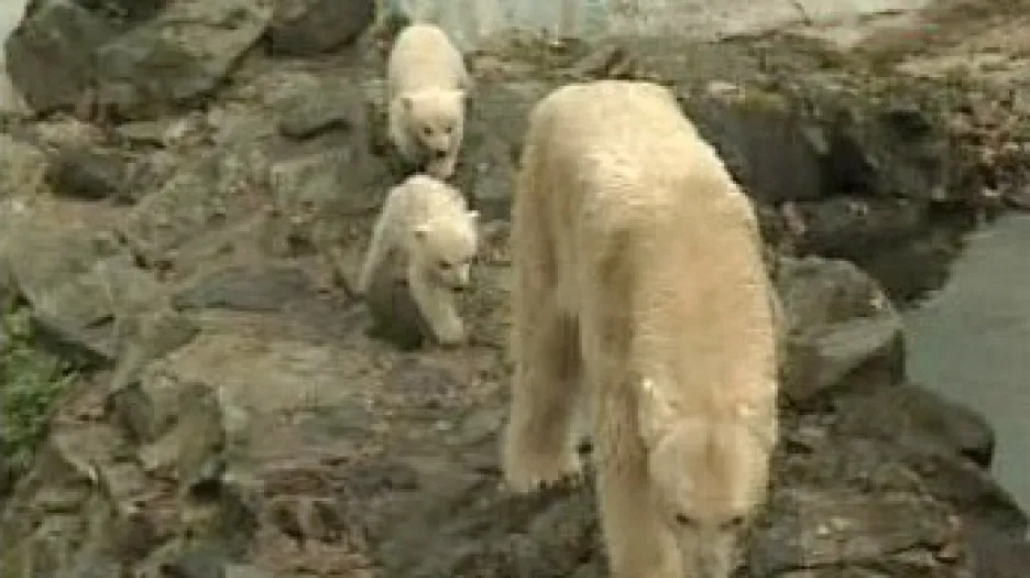 Medvědice Cora s mláďaty