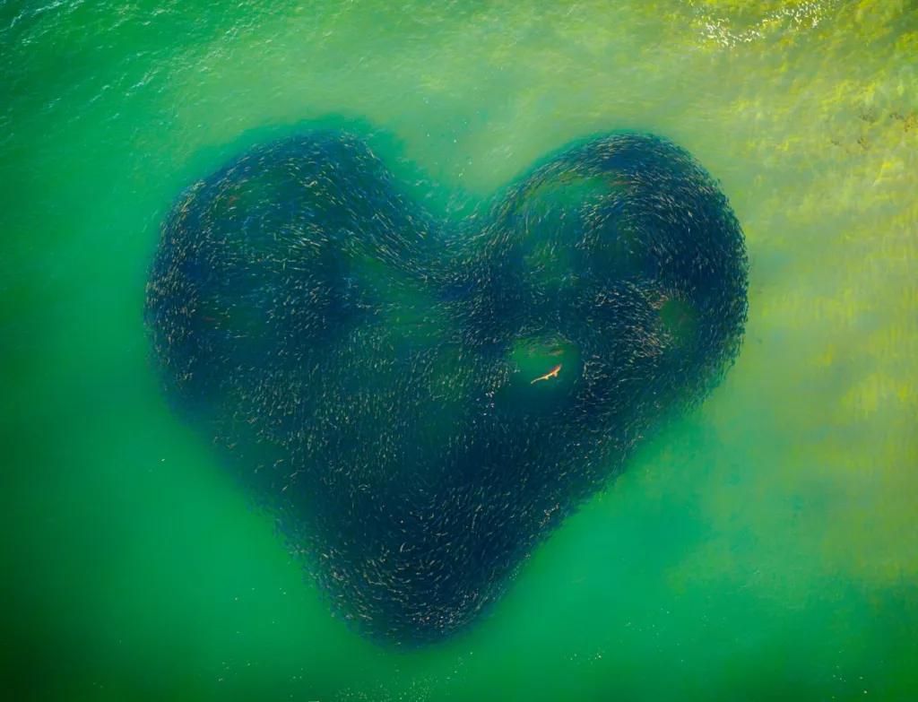 Snímek roku „Love Heart of Nature" zobrazuje žraloka uprostřed hejna lososů