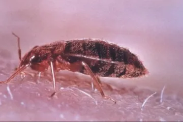 Po svatém Jiřím ožívají i štěnice a octomilky. S domácími škůdci přicházejí nepříjemnosti i psychické potíže