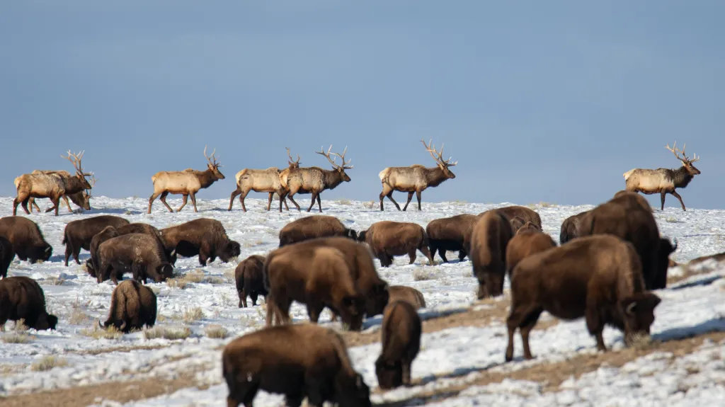 Losi a bizoni v přírodní rezervaci ve Wyomingu