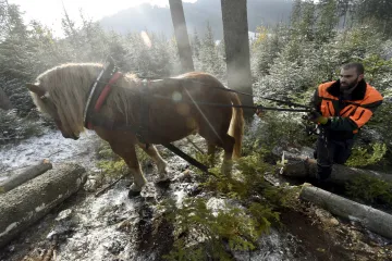 Na Valašsku začala těžba dřeva pro obnovu vyhořelého Libušína