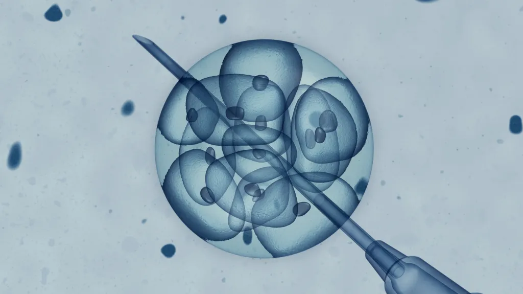 Embryo